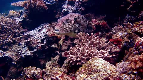 Underwater creatures among the corals on the seabed