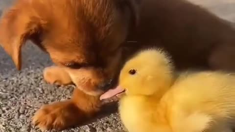 Cute Puppy taking care of his friend