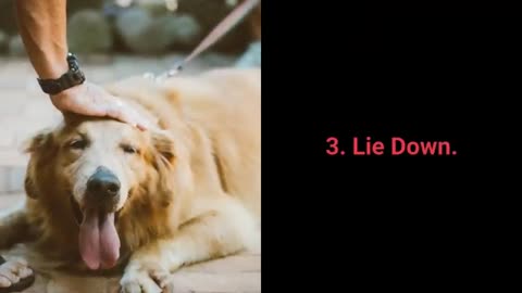 Online Dog training video - Dog training video for beginners