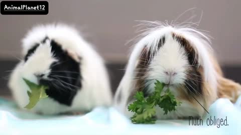 Guinea pigs eat greens Lady and the Tramp style_ AnimalPlanet12 _(1080P_HD).mp4