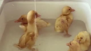 Tiny yellow ducklings are taking bath on the kitchens washstand