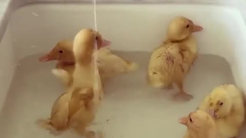 Tiny yellow ducklings are taking bath on the kitchens washstand