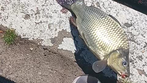 Common carp