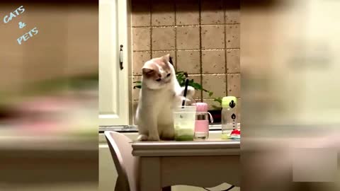 😻Cat Comedy New Viral