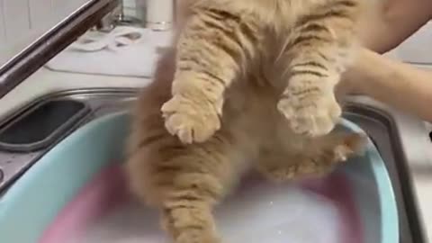 Funniest cats😻 and dogs🐶 video🎥 2022