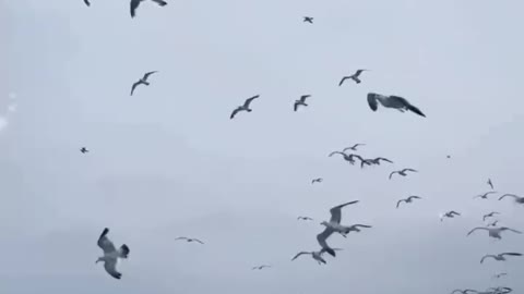 Meet a lot of seagulls by the sea