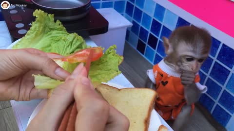 Baby Monkey BiBi helps Puppy, Animals home
