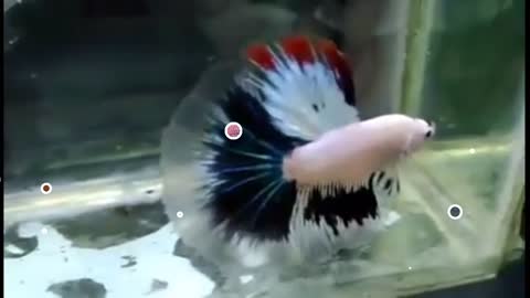 Siamese fighting fish