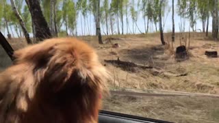 Dog enjoys the forest