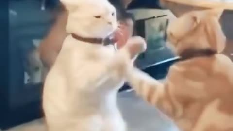 Funny two cat