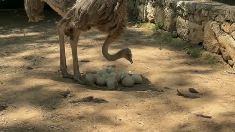 Ostrich protect their eggs