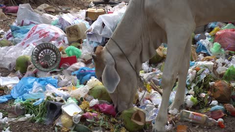 Cow Feeding On Garbage In Angkor Wat Cambodia