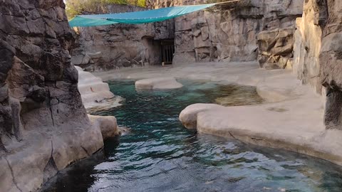 Sea Lions At The Brookfield Zoo