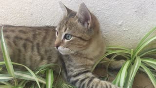 My cat loves to play in the garden, see how cute it is