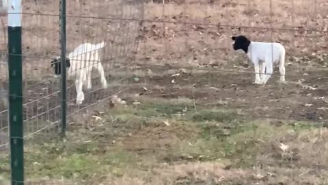 Lambs at play