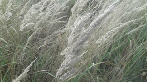 Feather grass: breathing distance