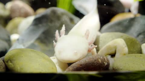 The Axolotl is an amphibious amphibian.