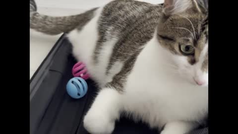 Cat incredibly packs her toys in owner's suitcase