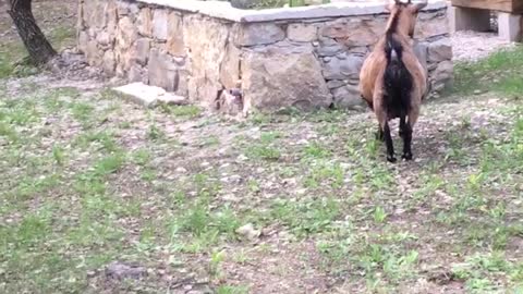 Westie Plays Hide-And-Seek With Pair Of Goats