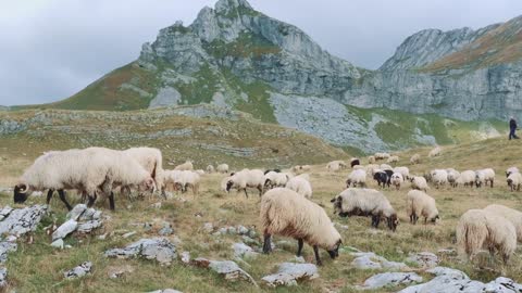 Sheep grazing in the rocky mountains
