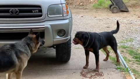 Aggressive one year old rottweiler