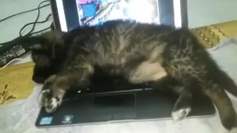 My cute dog love sleeping on the computer