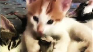 Funny and Cute Cats Videos #88 │ Gadis Sekarwangi