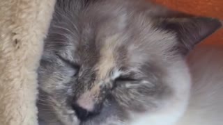 White cat sleeping in house with face on wall seems amused when disturbed