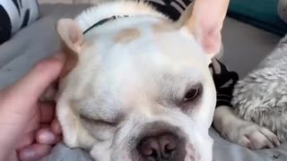 French Bulldog provides your daily dose of adorable