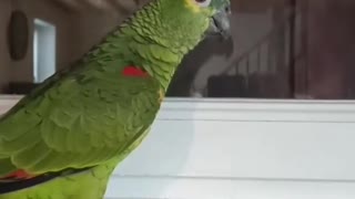 Parrot imitate her human brother. Very funny !