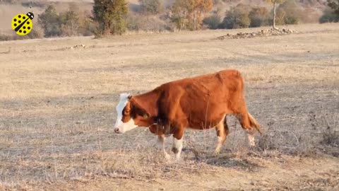 FUNNY COW DANCE