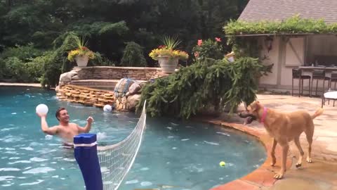 Dog Plays Volleyball With His Human In Pool