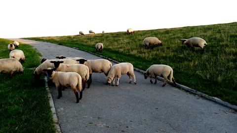 Sheeps on dike (Port of Emden/Germany)