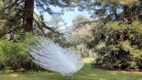 White Peacock 360 degree display