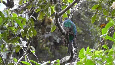 Wonderful and beautiful video of a strange parrot on trees