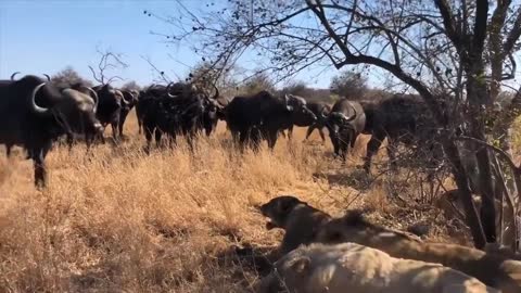 Buffalo Too Late To Rescue His Friend From Lion - King Of Lion Run Away From Buffalo