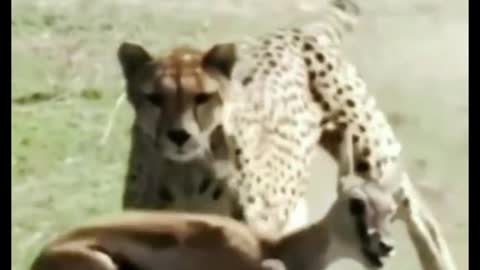 A cheetah preys on a fawn