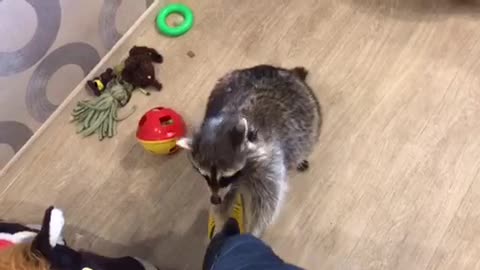 Raccoon Wants Chocolate