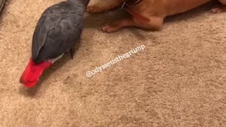 Parrot shares special relationship with doggy best friend