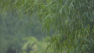 MUSIC RELAX - Bali jungle rain video to help people relax & sleep