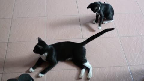 Black cat playing with his friend tail