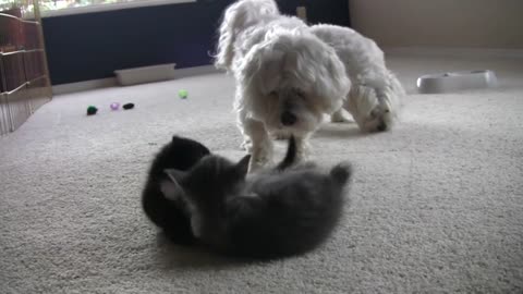 Funny Friendly fight between Dogs and kittens