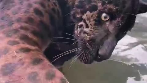 On a hot summer day, leopards play with humans while drinking water