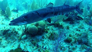 Deteriorada barracuda vigila una GoPro hundida