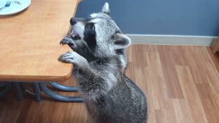 Raccoon adorably walks like a human for more rice cakes