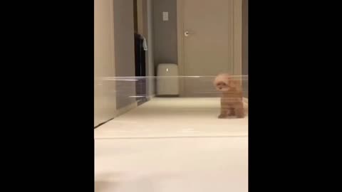 Funny & Cute puppy video 5