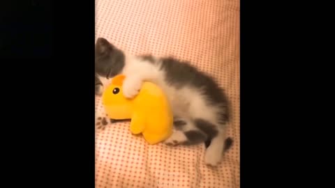 Cute Kitten Is Sleeping With A Duck! (Laugh Together)