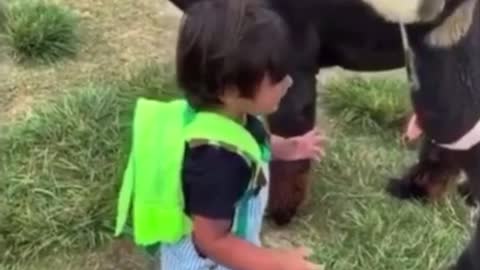 Kid meets baby alpaca