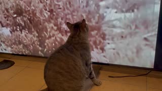 ABBIE watches TV short FEB 2021 - “CALIFORNIA CATS" 7845 91040 Video Louis Elovitz