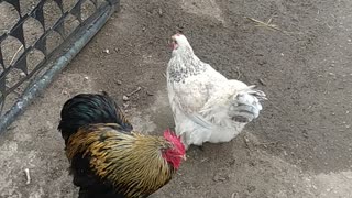Little chicken farm 🐤🐔🤍